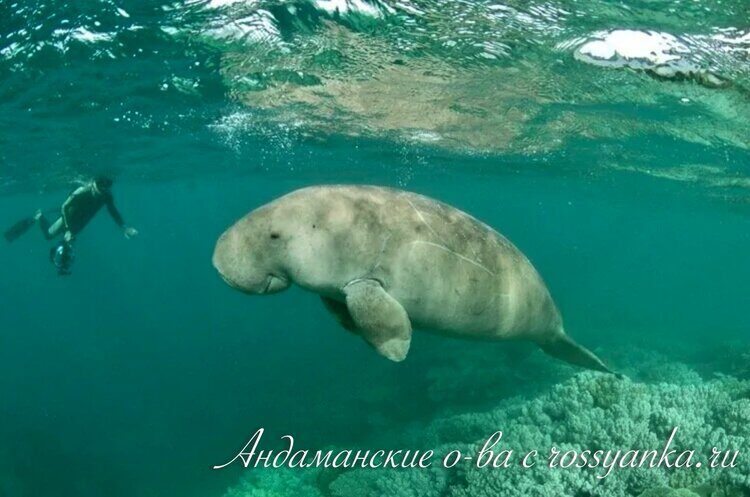 Andaman1